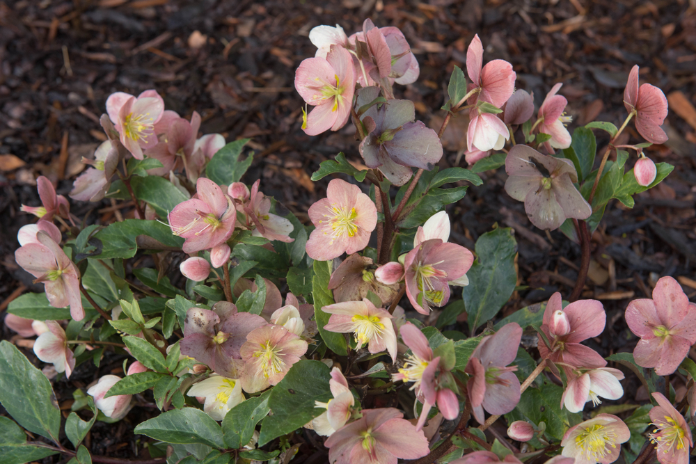 Helleborus 'Ice 'n Roses' Maestro 7" Pot