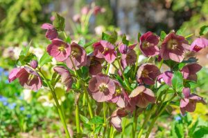 Helleborus 'Ice 'n Roses' Amarela 7" Pot