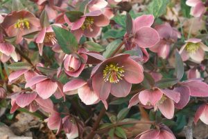 Helleborus 'Merlin' 7" Pot