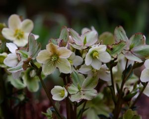 Helleborus 'Joker' 7" Pot
