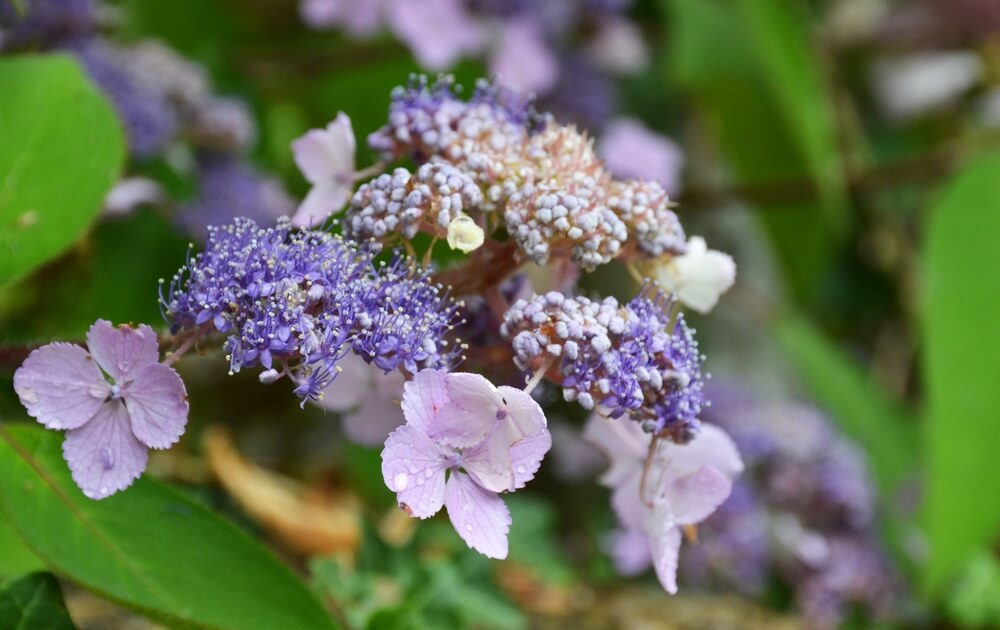 Hydrangea 'Villosa'