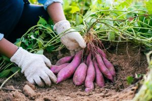 Ipomoea 'Purple' Sweet Potato 4" Pot
