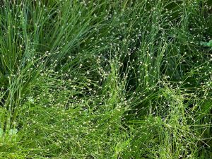 Isolepis 'Fairy Lights/Fibre Optic Grass' 6'' Pot