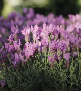 Lavandula 'Lavinnova® Pinkberry Ruffles' Lavender 6" Pot