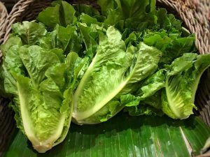 Lettuce 'Cos' 4" Pot