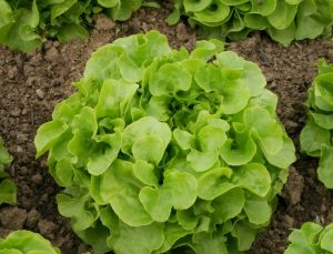 Lettuce 'Oakleaf' 4" Pot