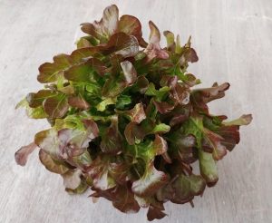 Lettuce 'Oakleaf Red' 4" Pot