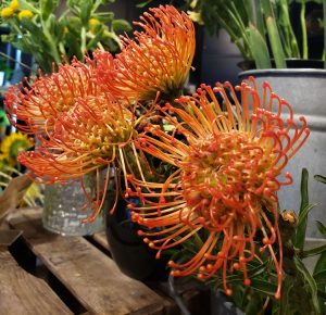 Leucospermum 'Carnival® Sunrise' 6" Pot