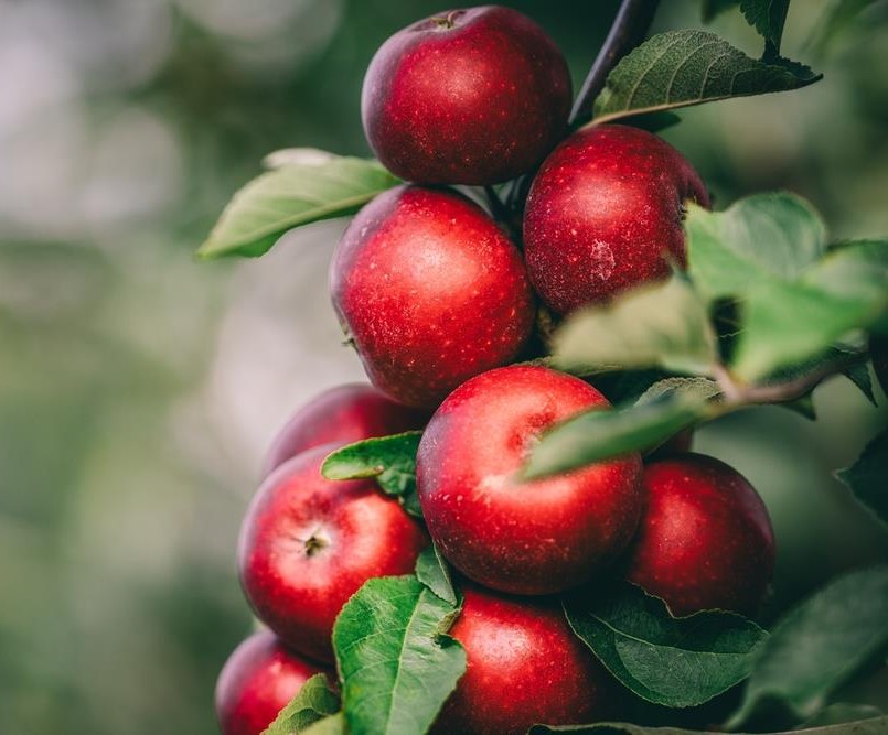 Malus 'Magnus Summer Surprise' Apple