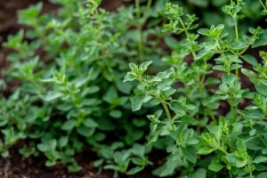 Marjoram 'Sweet' 4" Pot