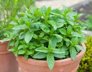 Mint 'Peppermint' 4" Pot