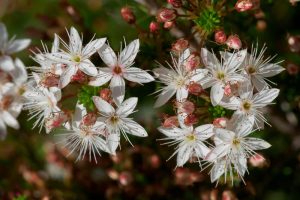 Micromyrtus 'Fringed Heath Myrtle' 6" Pot
