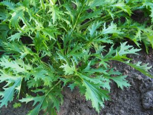 Mizuna 'Japanese Greens' 4" Pot