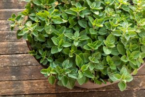 Oregano 'Greek' 4" Pot