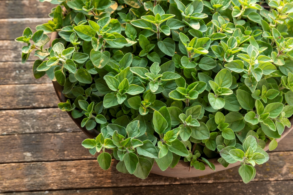 Oregano 'Greek' 4" Pot