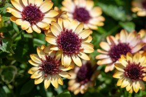 Osteospermum 'Banana Shake' African Daisy