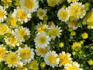 Osteospermum '3D Lemon Ice' African Daisy 4" Pot