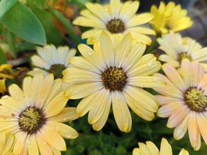 Osteospermum 'Serenity™ Lemonade' African Daisy 6" Pot