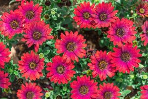 Osteospermum 'Zion Red' African Daisy