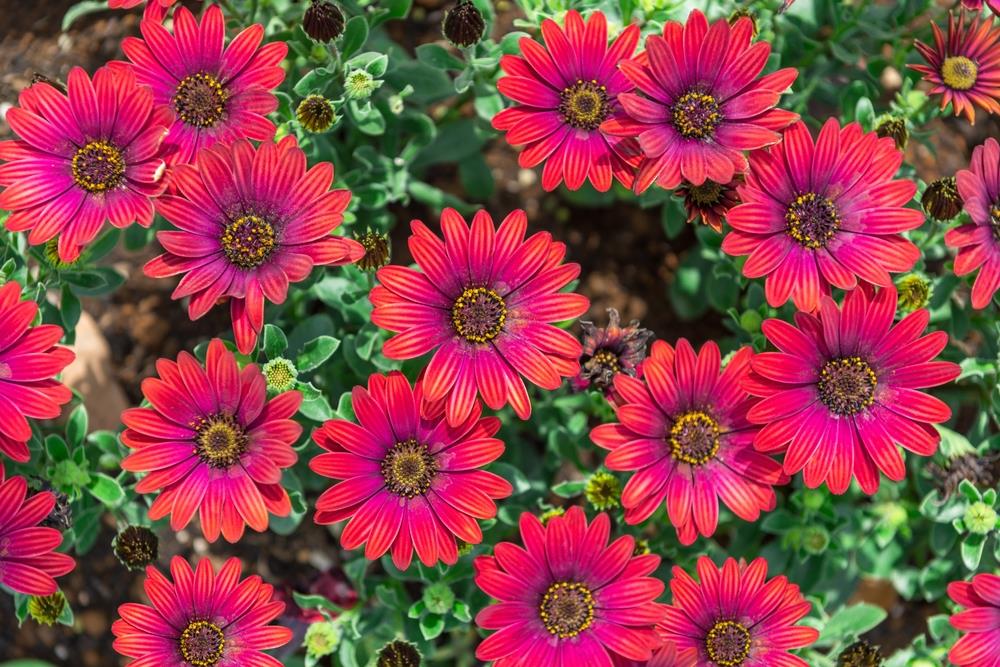 Osteospermum 'Zion Red' African Daisy 4" Pot