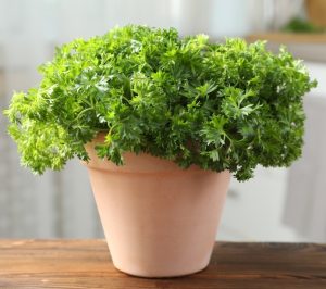Parsley 'Curly' 4" Pot