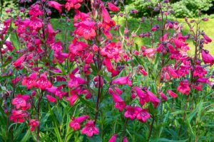 Penstemon 'Firebird' 4" Pot