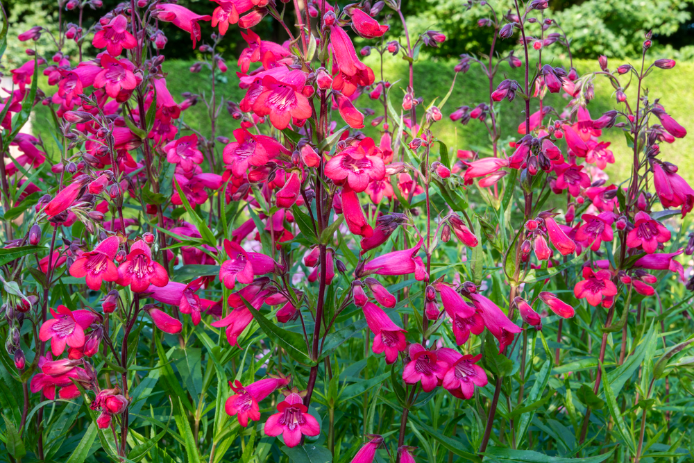 Penstemon 'Firebird' 4" Pot