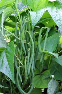 Phaseolus 'French Green Beans' Dwarf 4" Pot