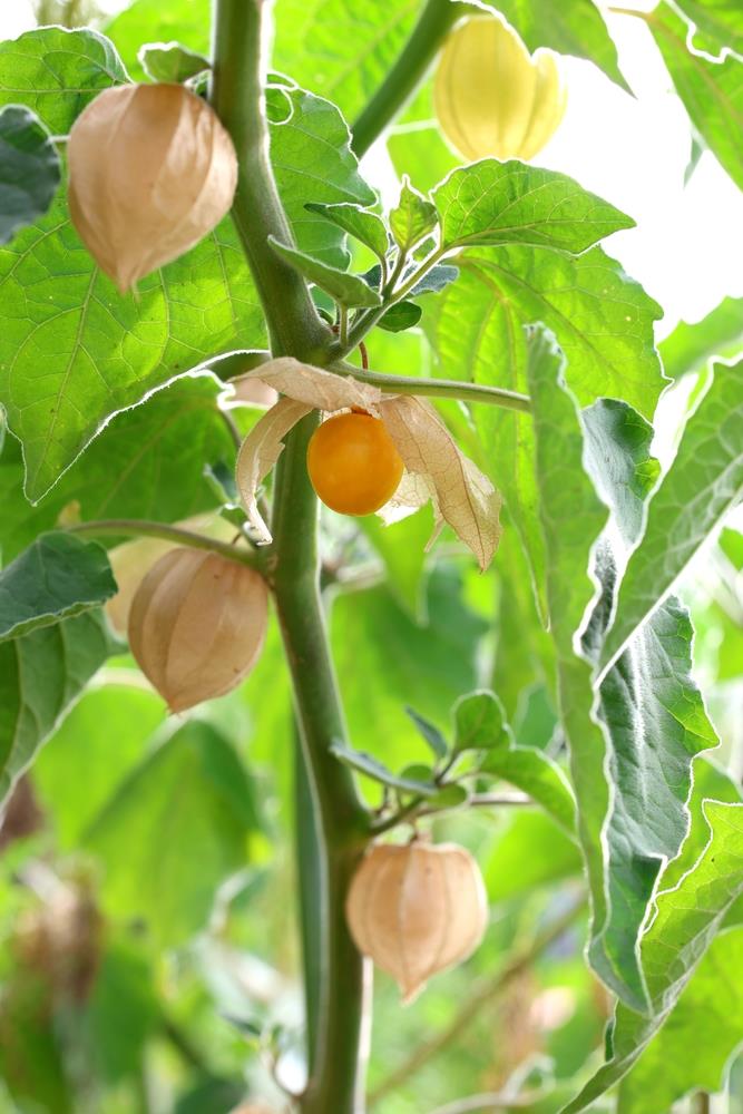 Physalis 'Cape Gooseberry' 6" Pot