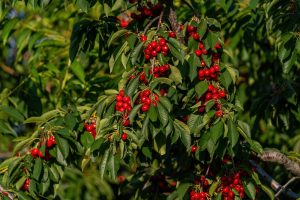 Prunus 'Simone' Cherry