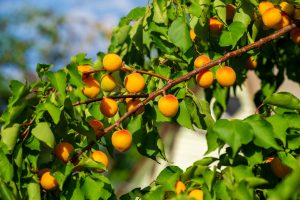 A branch of Prunus 'Trevatt' Apricot Dwarf (Bare Rooted) shows clusters of ripe yellow-orange apricots among green leaves, glowing in the bright sunlight.