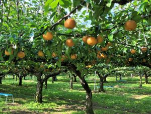 Pyrus 'Nashi Shinsui' Pear 10" Pot