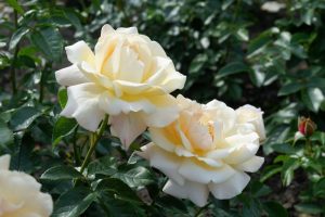 Rose 'Cream Abundance™' Bush Form
