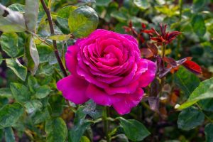 Rose 'Für Elise' Bush Form