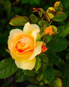 Rose 'Always Remember™' Bush Form