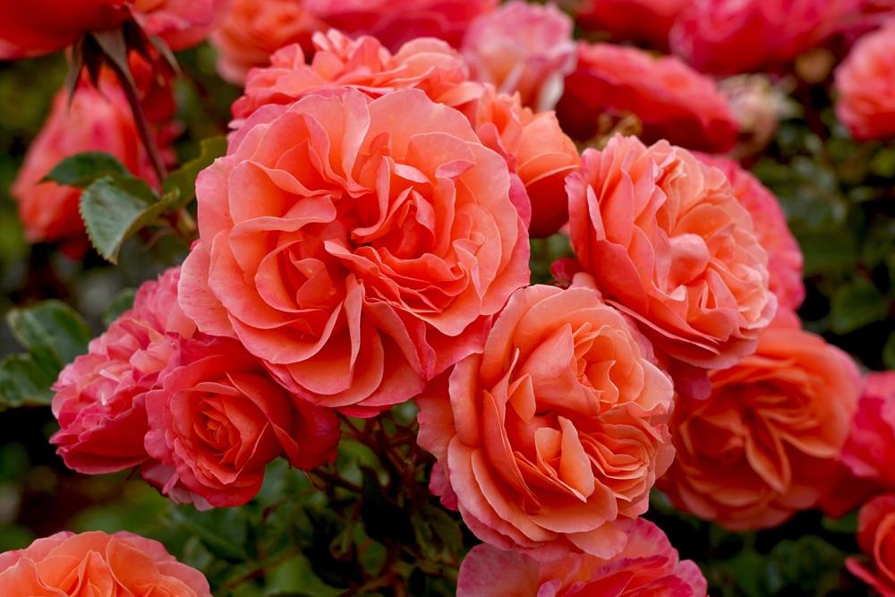 Rose 'Coral Lion's®' Bush Form