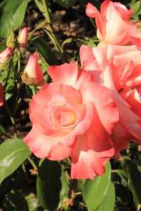 Rose 'Gemini' Bush Form