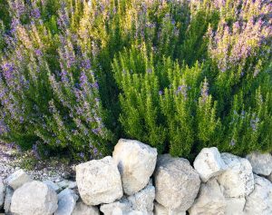 Rosmarinus 'Blue Lagoon' Rosemary