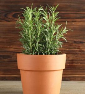 Rosmarinus 'Common Rosemary'