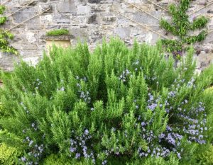 Rosmarinus 'Tuscan Blue' Rosemary