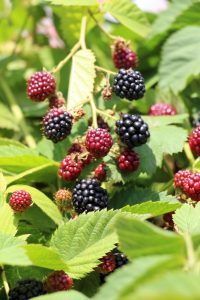 Rubus 'Thornless' Blackberry