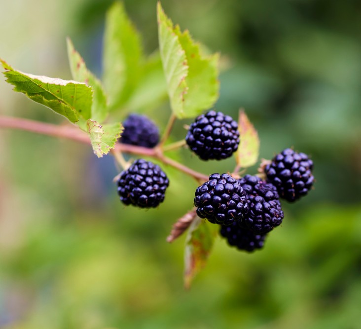 Rubus 'Waldo' Blackberry 6" Pot
