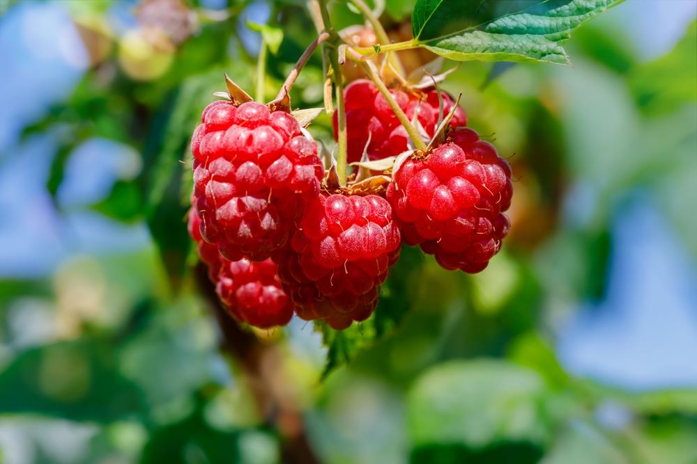 Rubus 'Coho' Raspberry 6" Pot