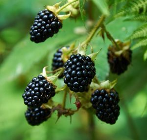 Rubus 'Blackberry' 6" Pot