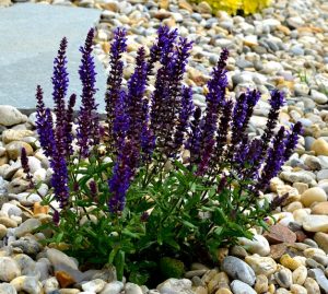 Salvia 'Evening Attire' 15cm Pot displays bright purple flower spikes above green foliage, accented by decorative pebbles in a landscaped garden.
