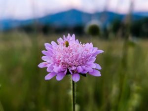 Scabiosa 'Powder Puff Perfection' Pincushion 6" Pot