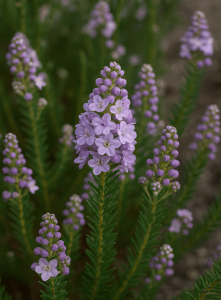 Selago 'Maryflower' 6" Pot