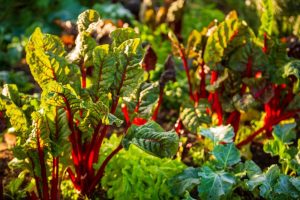 Silverbeet 'Ruby Chard' 4" Pot
