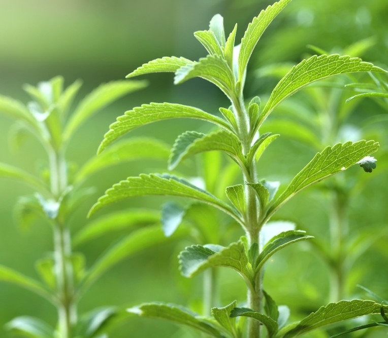 Stevia 'Sugar Herb' 6" Pot