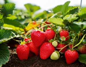 Strawberry 'Big Sweetie' 4" Pot